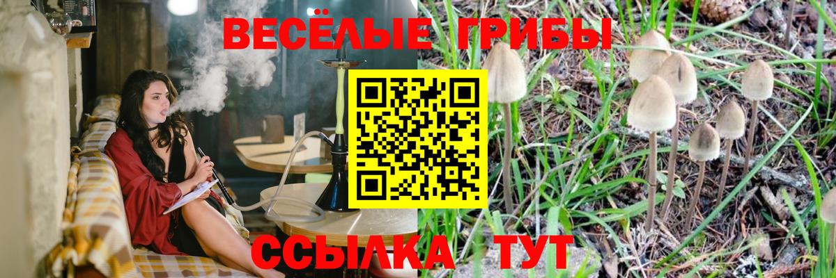 Псилоцибиновые грибы Cubensis Барнаул